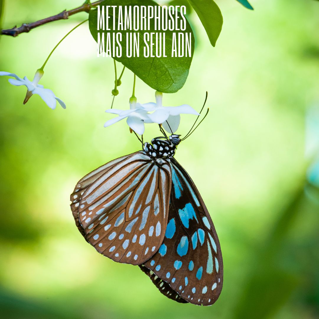 Métamorphose & métanoïa, la voie royale