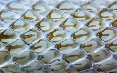 Peau d’âme : se dépouiller pour devenir…