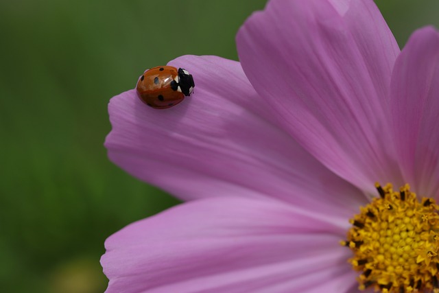 animals-5408389_640