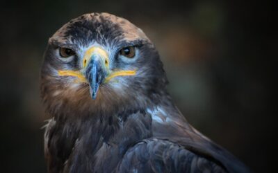 C’est l’histoire d’un aiglon qui apprend à quitter le nid… 