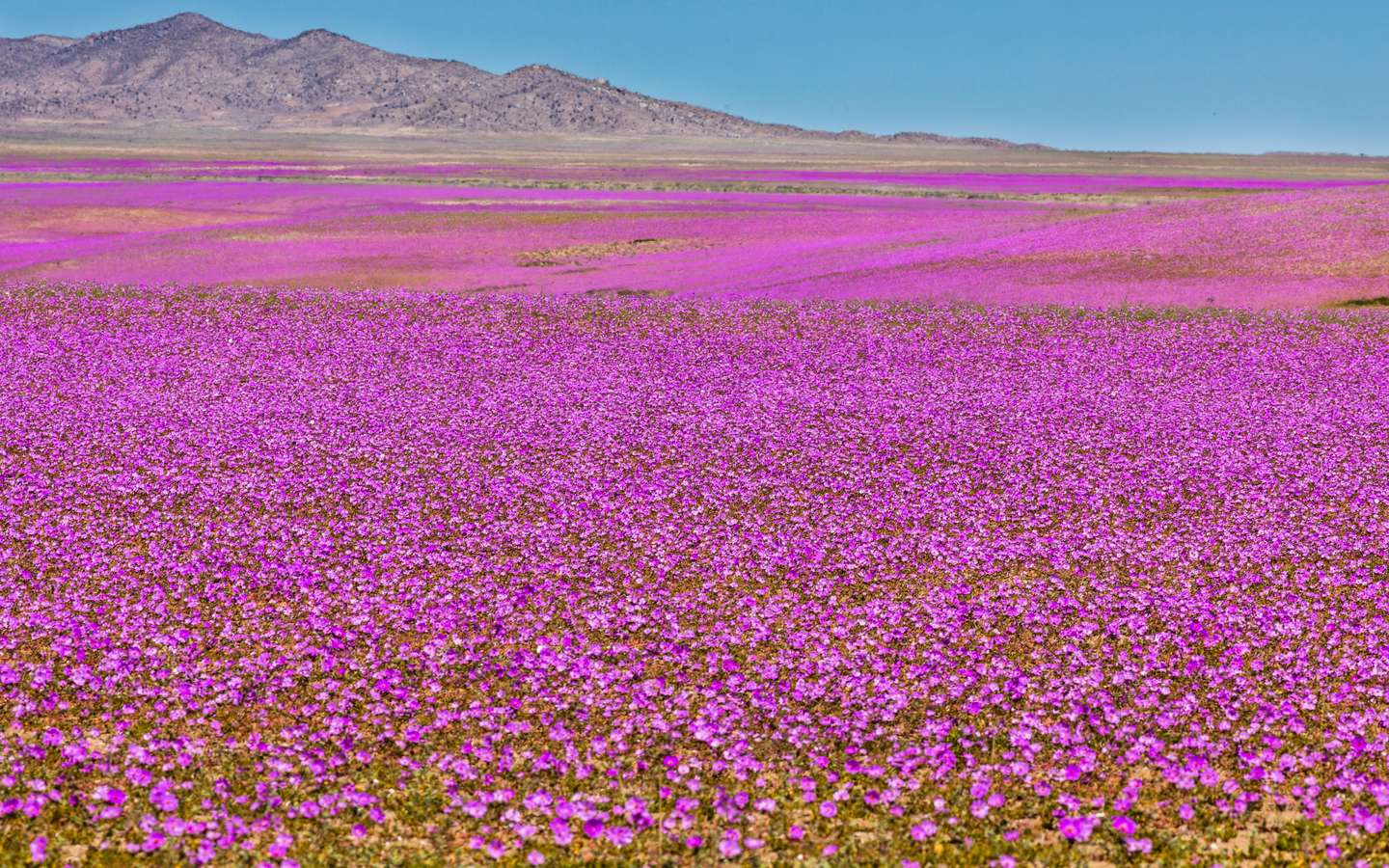 3840e28cf8_50218876_desert-atacama