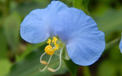 Des cœurs qui s’offrent…