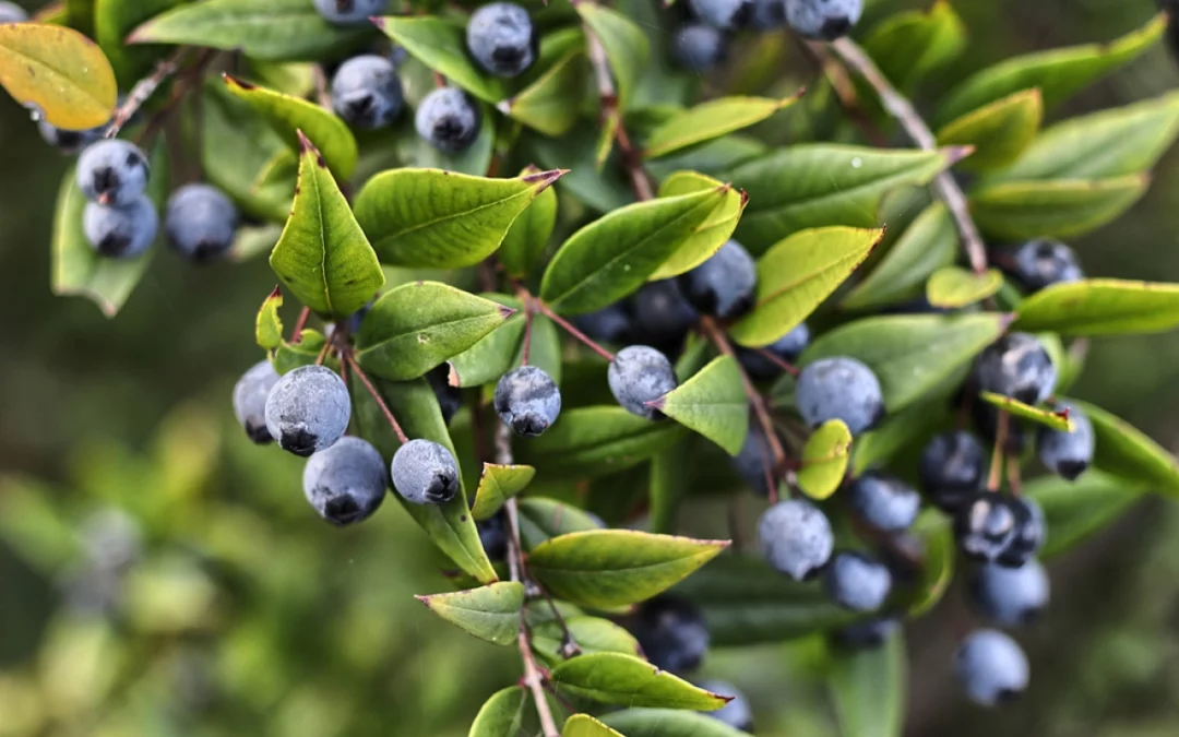 « Tu seras comme un arbre vert, comme une source dont les eaux ne tarissent pas » (Proverbes 11:28)