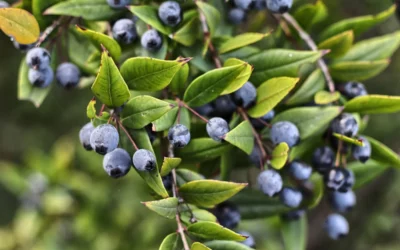 « Tu seras comme un arbre vert, comme une source dont les eaux ne tarissent pas » (Proverbes 11:28)