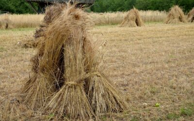 La transparence et le Souffle : le chant qui nous traverse