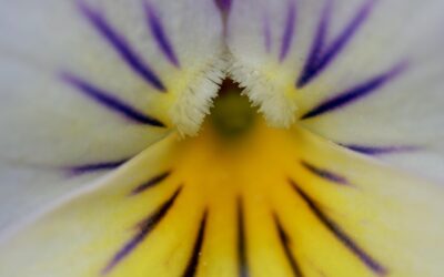 Philippiens 4.8 : le laboratoire de la paix