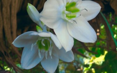 Le secret du 14 Adar