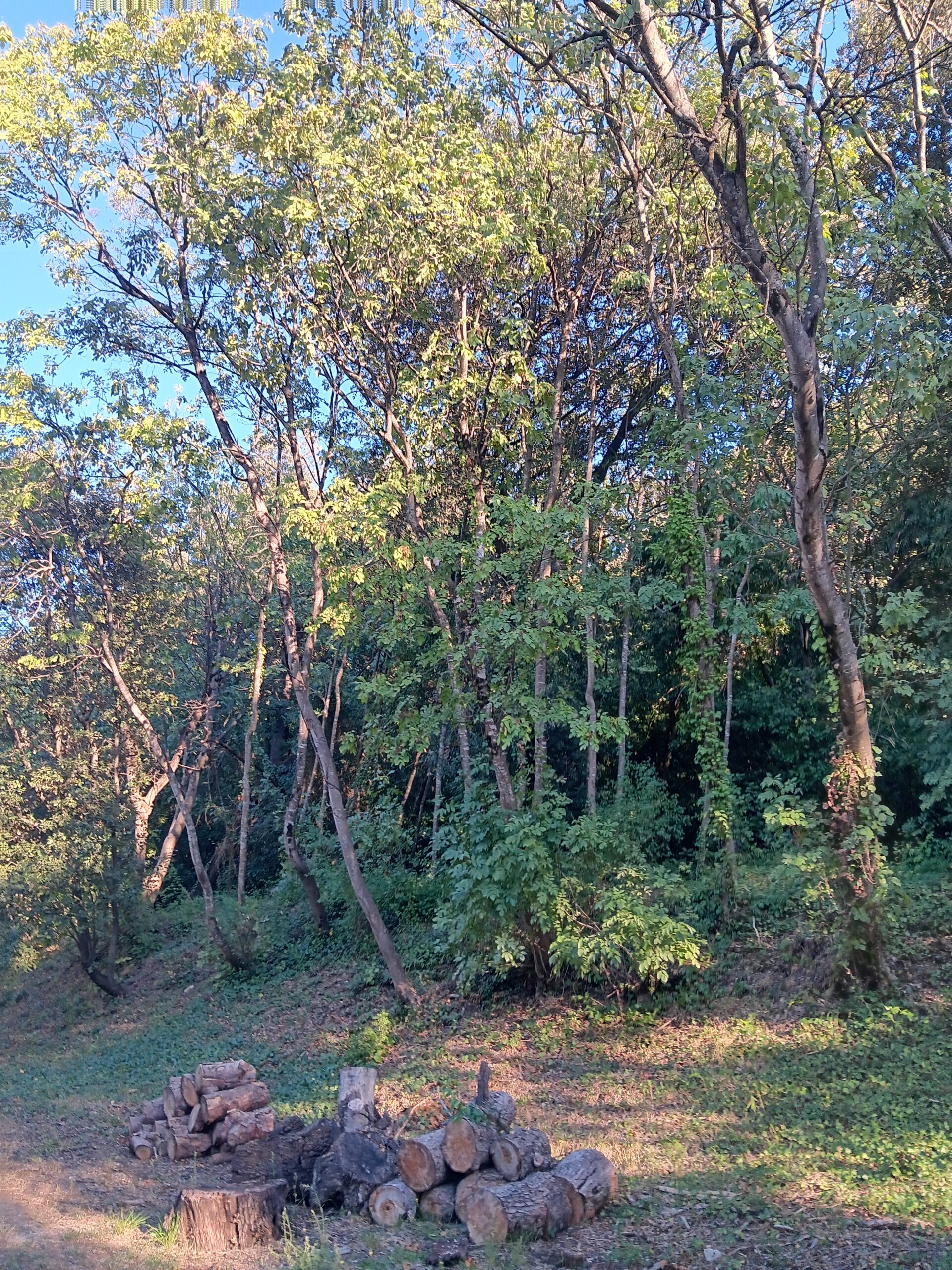 Pomeyrol arbres vivants et coupes@nb